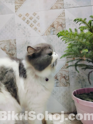 Punch face cat